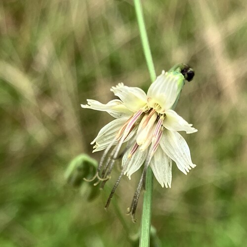 Prenanthes trifoliolata (Gall of the earth) — photo