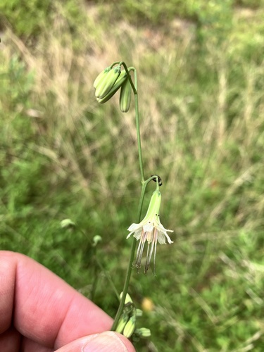 Prenanthes trifoliolata (Gall of the earth) — photo