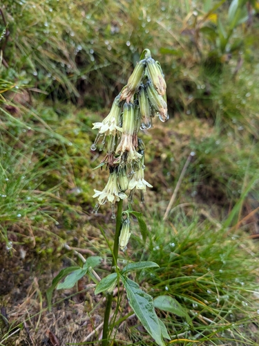 Prenanthes trifoliolata