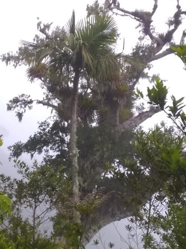 Prestoea acuminata var. montana (Sierra palm) — photo