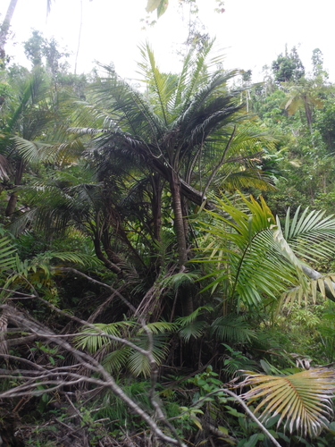 Prestoea acuminata var. montana
