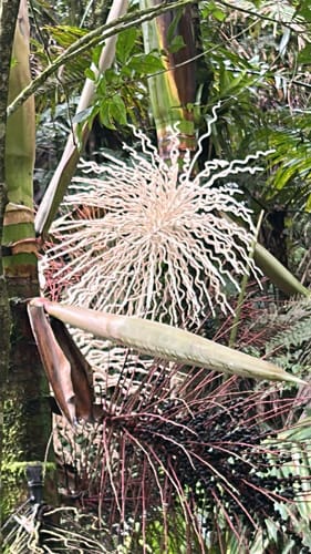 Prestoea acuminata var. montana (Sierra palm) — photo