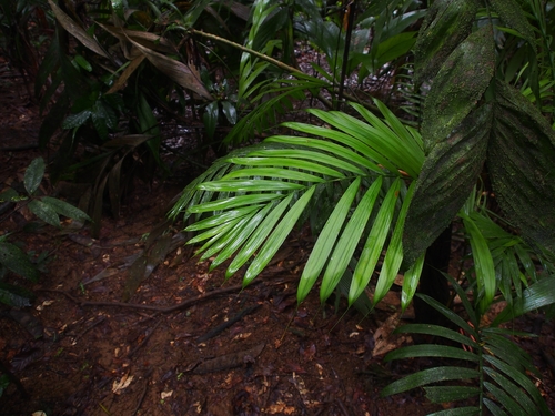 Prestoea decurrens (Decurrent prestoa) — photo