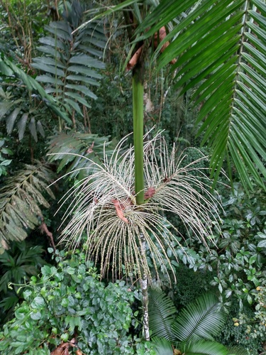 Prestoea decurrens