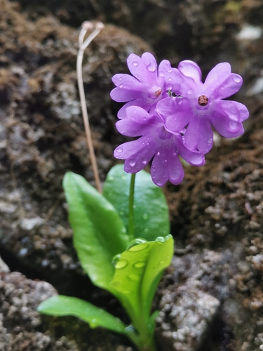 Primula carniolica — photo