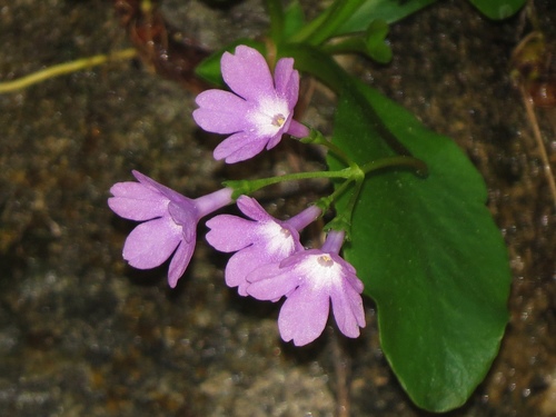 Primula carniolica — photo