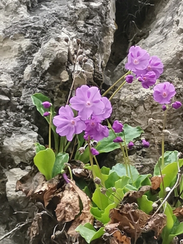 Primula carniolica