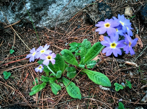 Primula denticulata (Drumstick primula) — photo