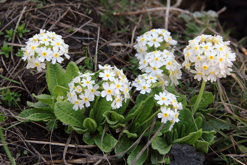 Primula denticulata (Drumstick primula) — photo