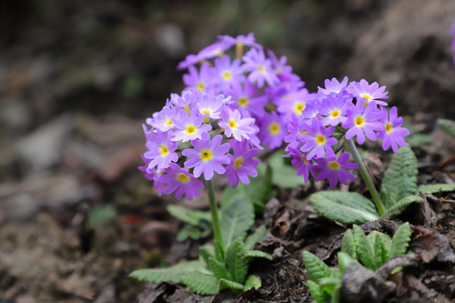 Primula denticulata