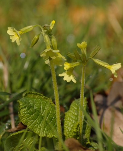 Primula elatior (Oxlip) — photo