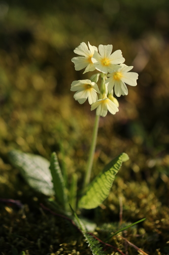 Primula elatior (Oxlip) — photo