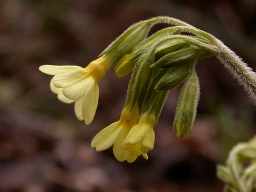 Primula elatior