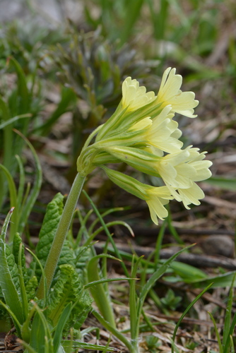 Primula intricata (Planinski jaglac) — photo