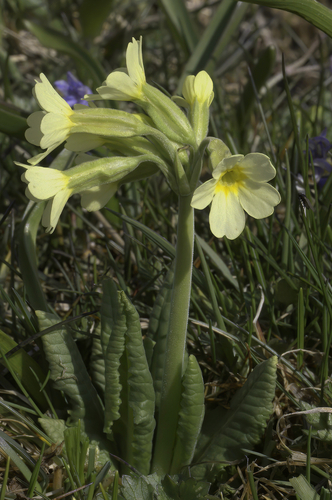 Primula intricata (Planinski jaglac) — photo