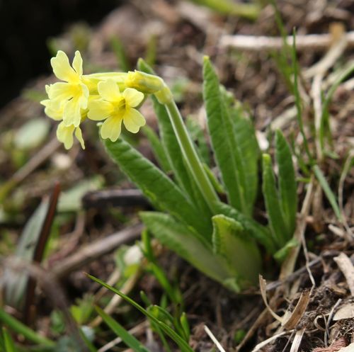 Primula intricata