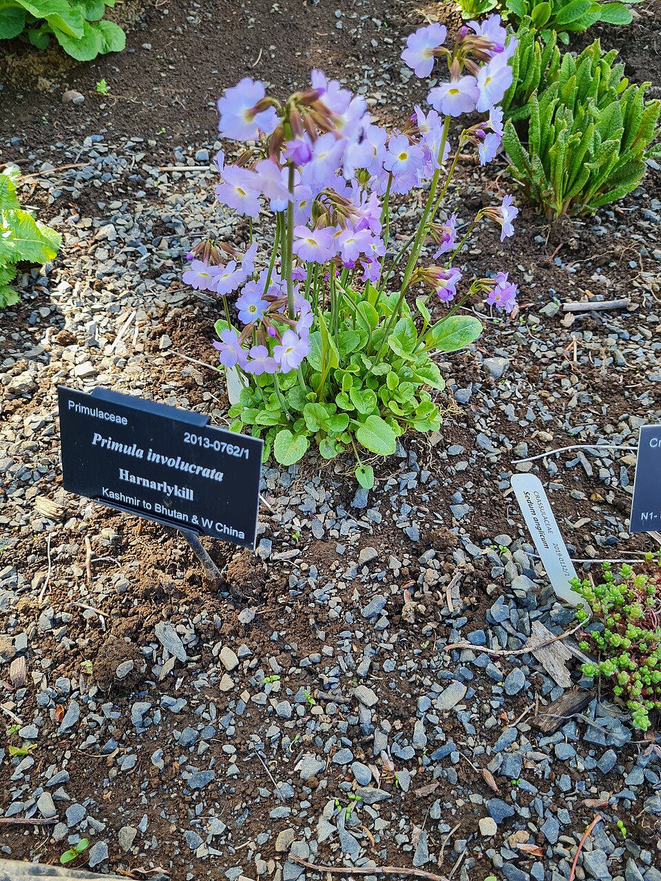 Primula involucrata