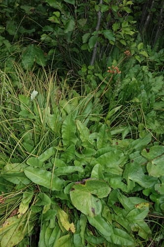 Primula luteola — photo