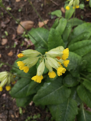 Primula officinalis (Primrose) — photo