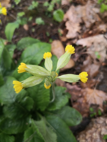 Primula officinalis (Primrose) — photo