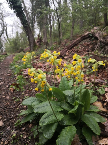 Primula officinalis