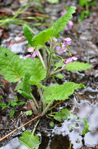 Primula sieboldii (Sakura-So) — photo