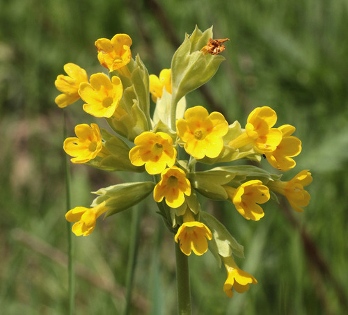 Primula veris (Cowslip) — photo