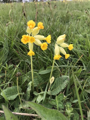 Primula veris (Cowslip) — photo