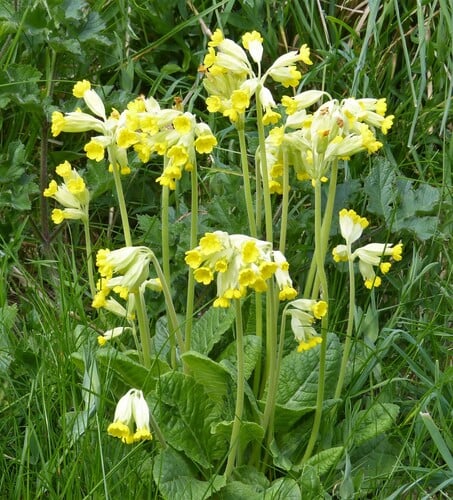 Primula veris