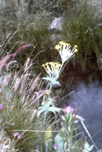 Primula verticillata — photo