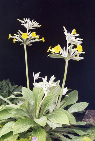 Primula verticillata — photo
