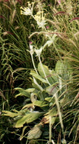 Primula verticillata