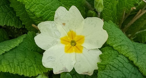 Primula vulgaris (Primrose) — photo