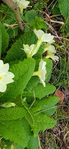 Primula vulgaris (Primrose) — photo