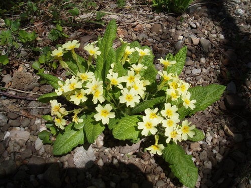 Primula vulgaris