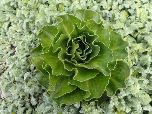 Pringlea antiscorbutica (Kerguelen Cabbage) — photo