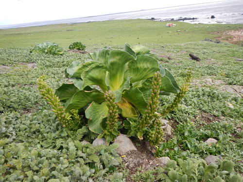 Pringlea antiscorbutica