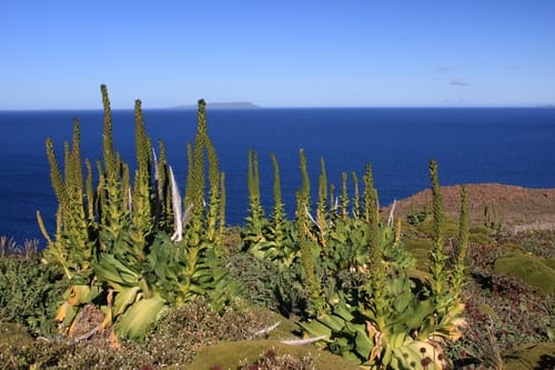 Pringlea antiscorbutica (Kerguelen Cabbage) — photo