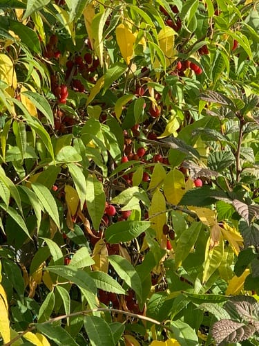 Prinsepia sinensis (Cherry prinsepia) — photo