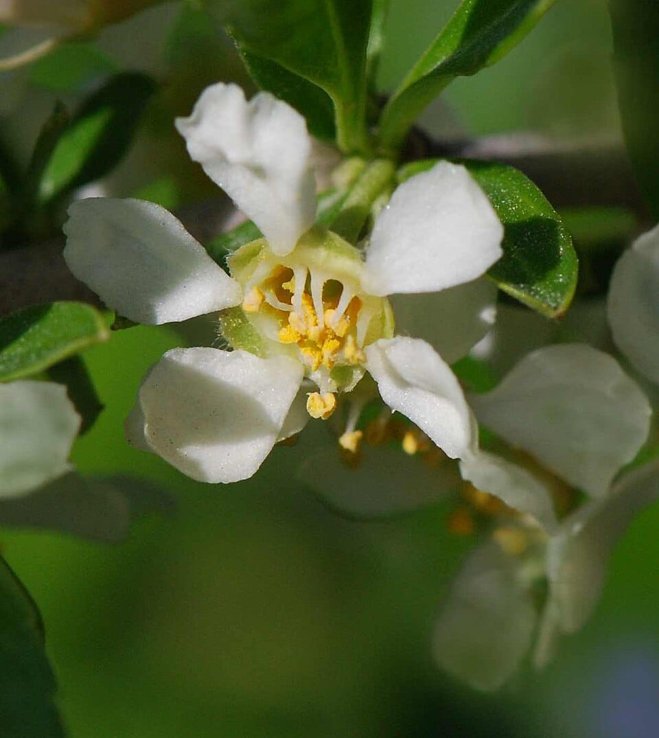 Prinsepia uniflora (Rui ren) — photo