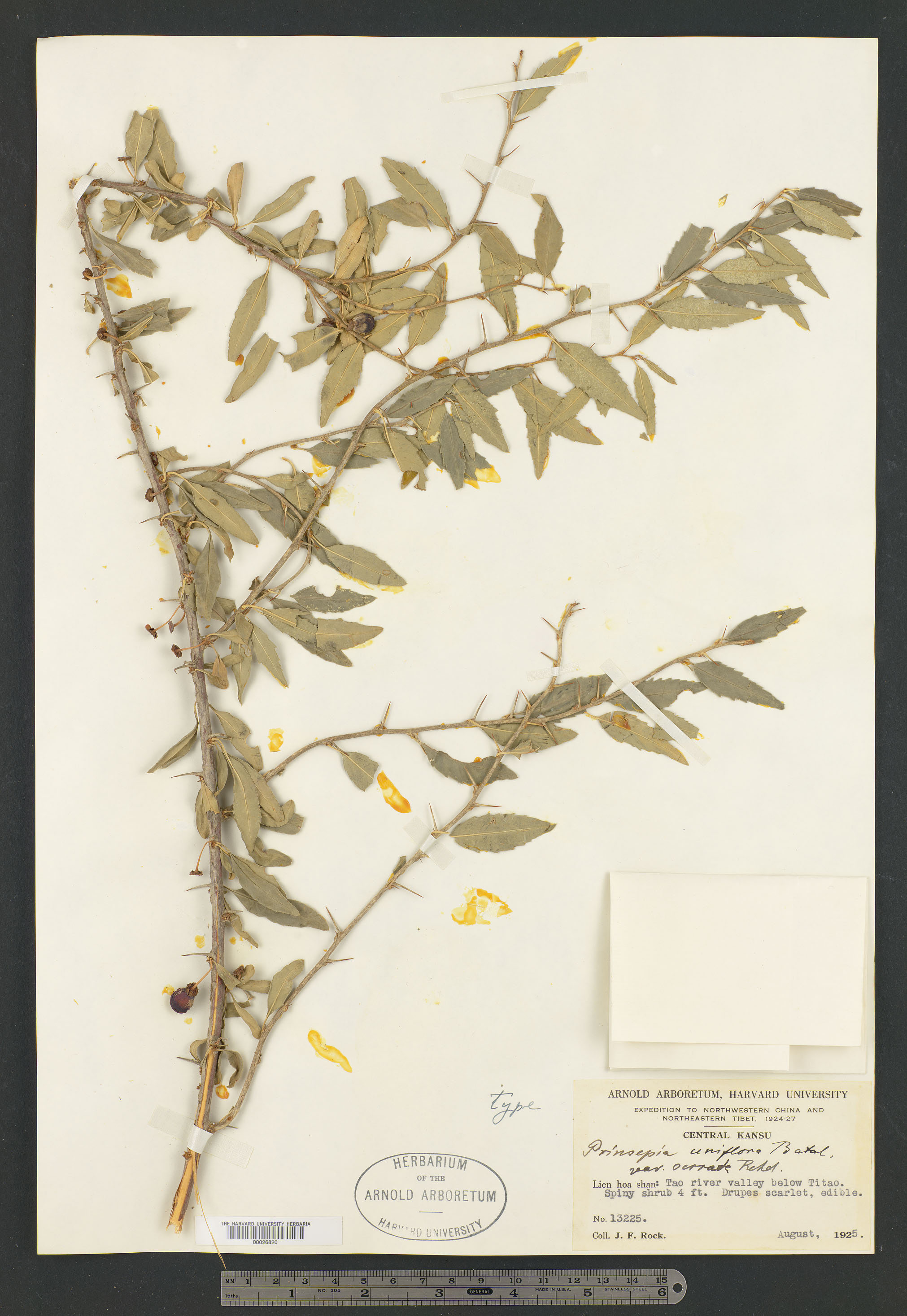 Prinsepia uniflora var. serrata