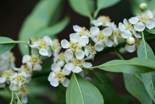 Prinsepia utilis