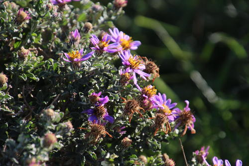 Printzia aromatica — photo