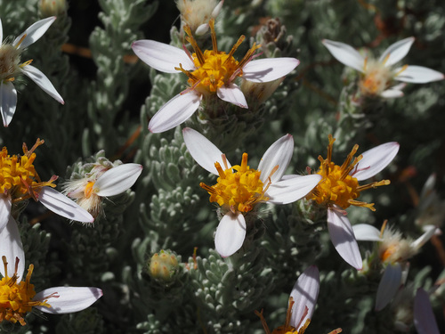 Printzia aromatica