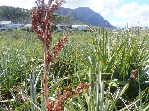Prionium serratum (Palmite rush) — photo