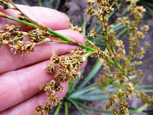 Prionium serratum (Palmite rush) — photo