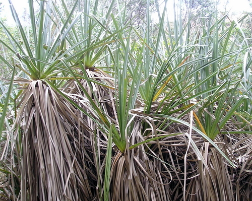 Juncaceae