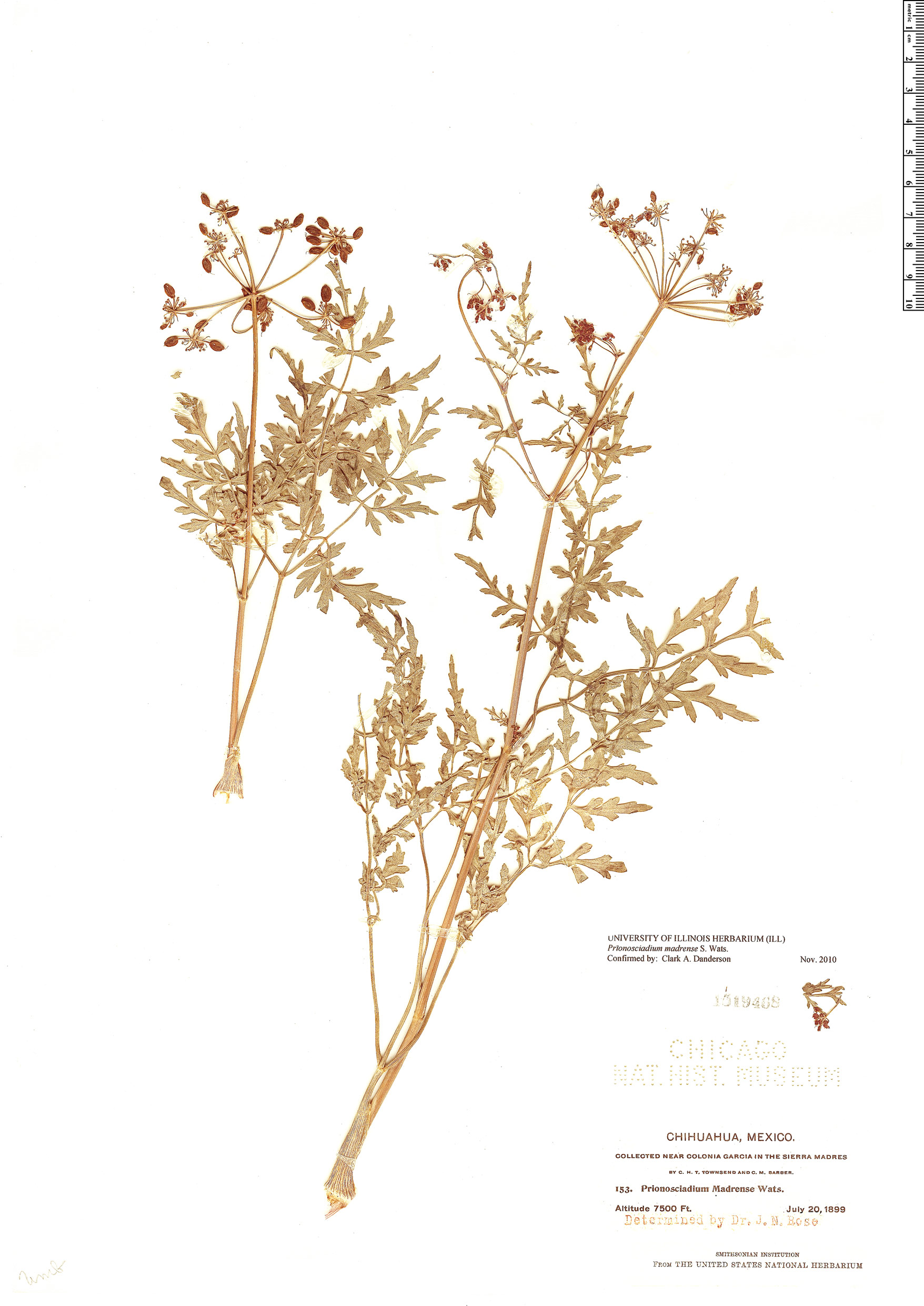 Prionosciadium madrense