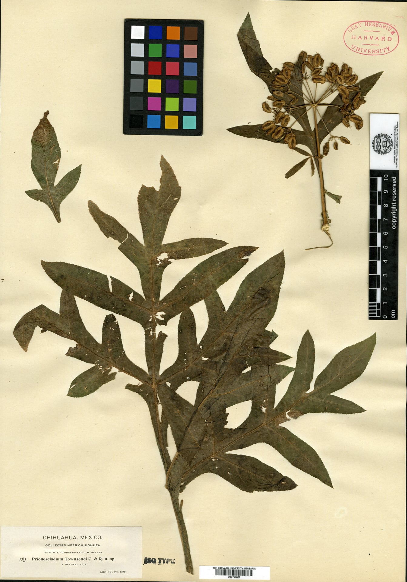 Prionosciadium townsendii — photo