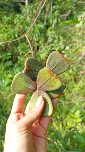 Prionostemma aspera — photo